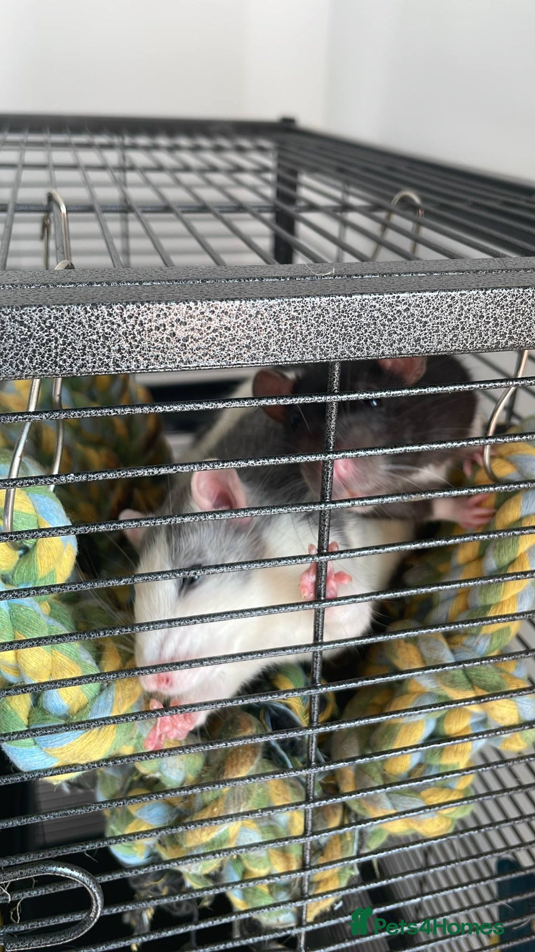 Rat rodents for sale: 2 female rats willow and flash  - Image 4