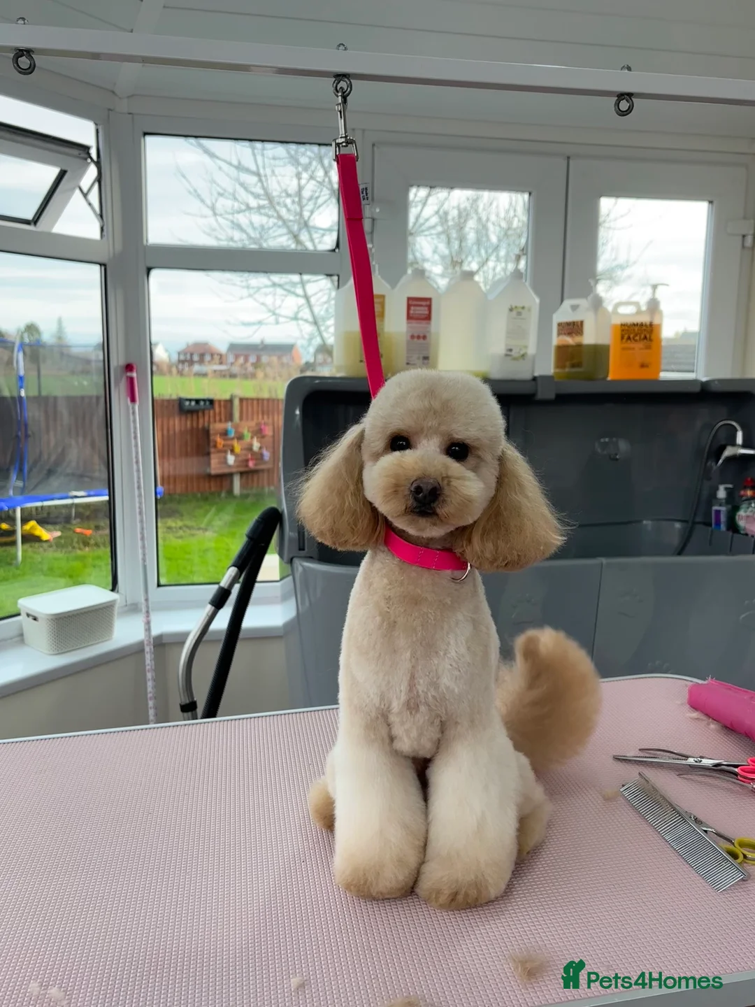 Miniature Poodle dogs for stud: Proven - KC REG MINIATURE POODLE STUD 🐩🐾 in Doncaster - Advert 7