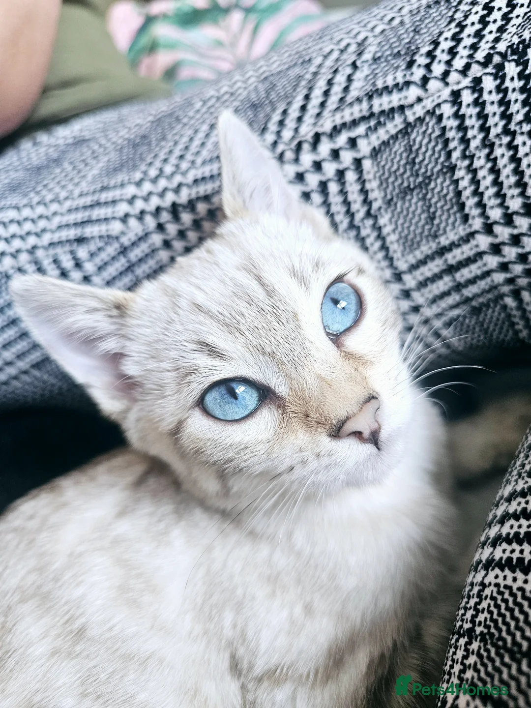 Bengal cats for sale: Adorable Snow Lynx Bengal Boy Kitten in Taunton - Advert 1