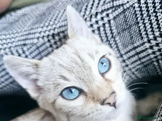 Bengal cats Adorable Snow Lynx Bengal Boy Kitten - Advert 13