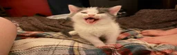 Mixed Breed cats for sale: Beautiful cross ragdoll shorthair  - Advert 3