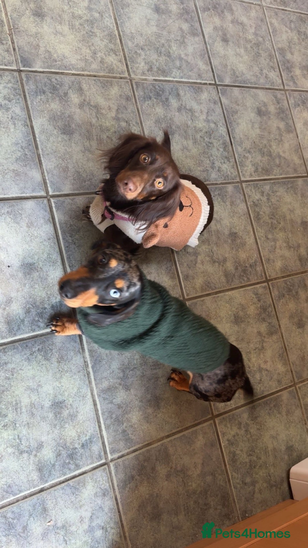 Miniature Dachshund dogs for sale: 2 dapple female mini dachshunds  - Advert 10