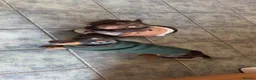 Miniature Dachshund dogs for sale: 2 dapple female mini dachshunds  - Advert 1