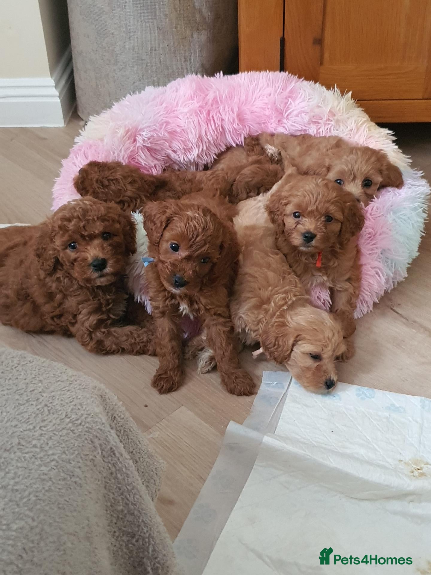 Cavapoochon dogs Small Cavapoochon red puppies - Advert 2