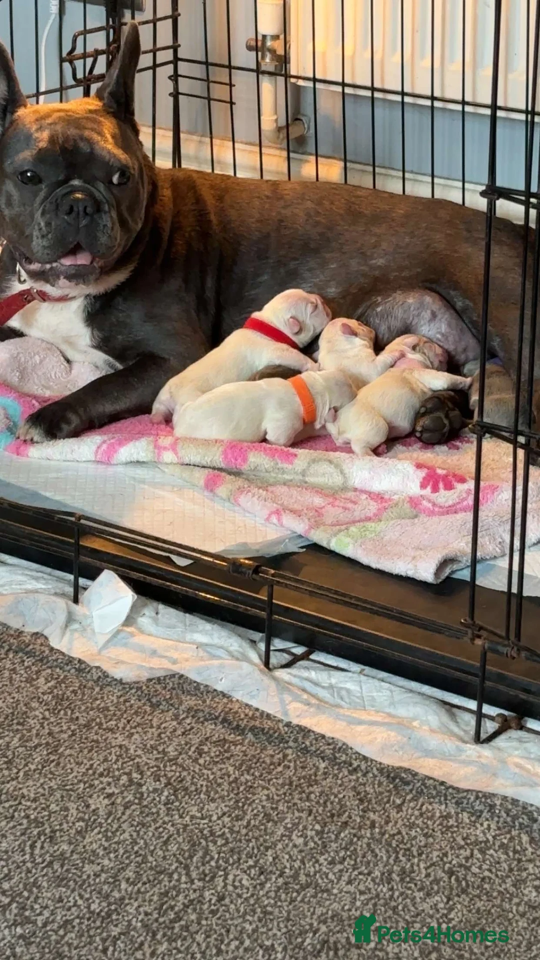 French Bulldog dogs for stud: Little boy proven stud - Advert 7