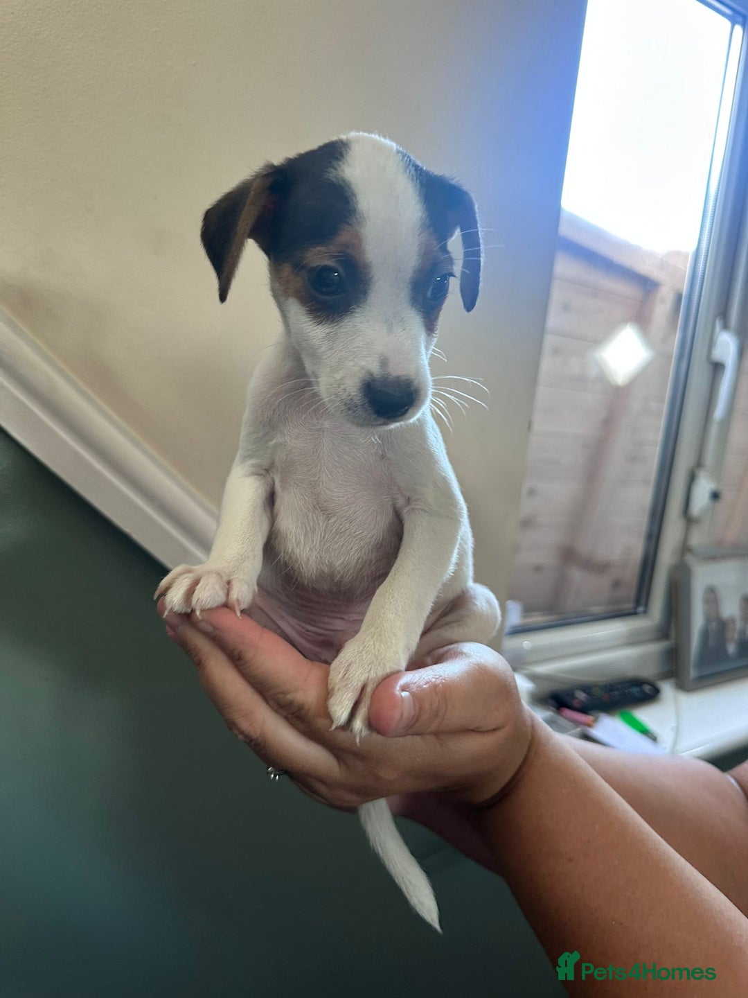 Jack Russell dogs for sale: Lovely jack Russell, puppies 3 left  - Image 3