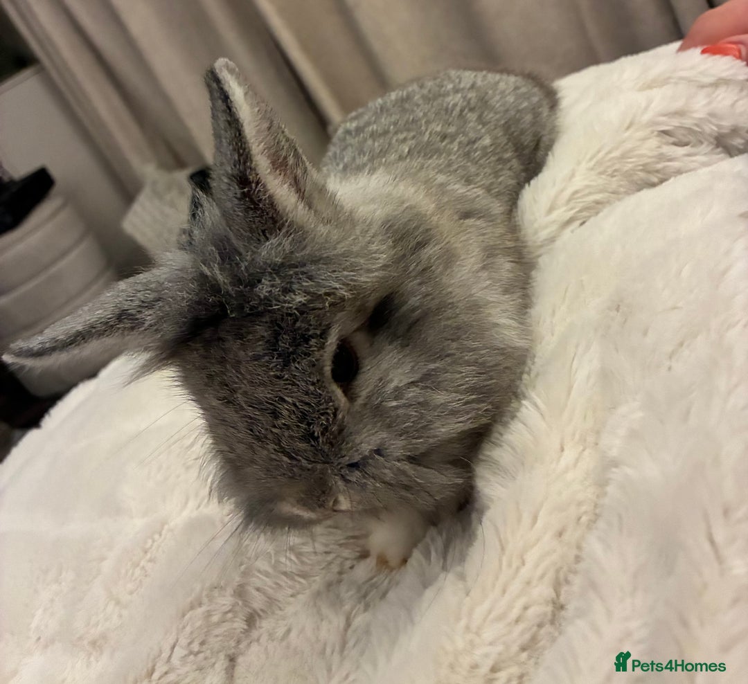 Mini Lion Lop rabbits for sale: Adorable, grey bunny - Image 3