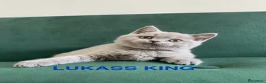 LUKASS KING
