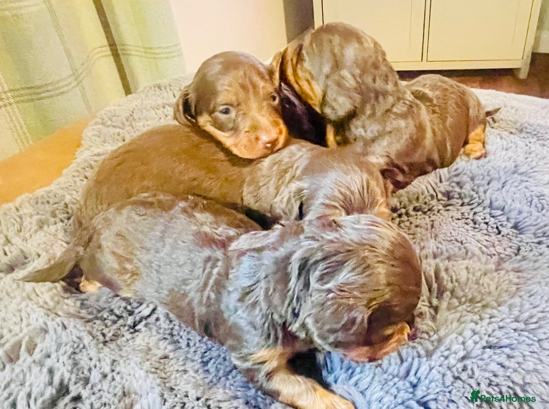 Miniature Dachshund dogs for sale: Gorgeous Long Haired KC Miniature Dachshunds - Image 11