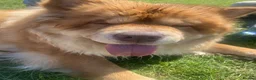 Chow Chow dogs for sale: 3 years old chow chow available for adoption - Advert 4