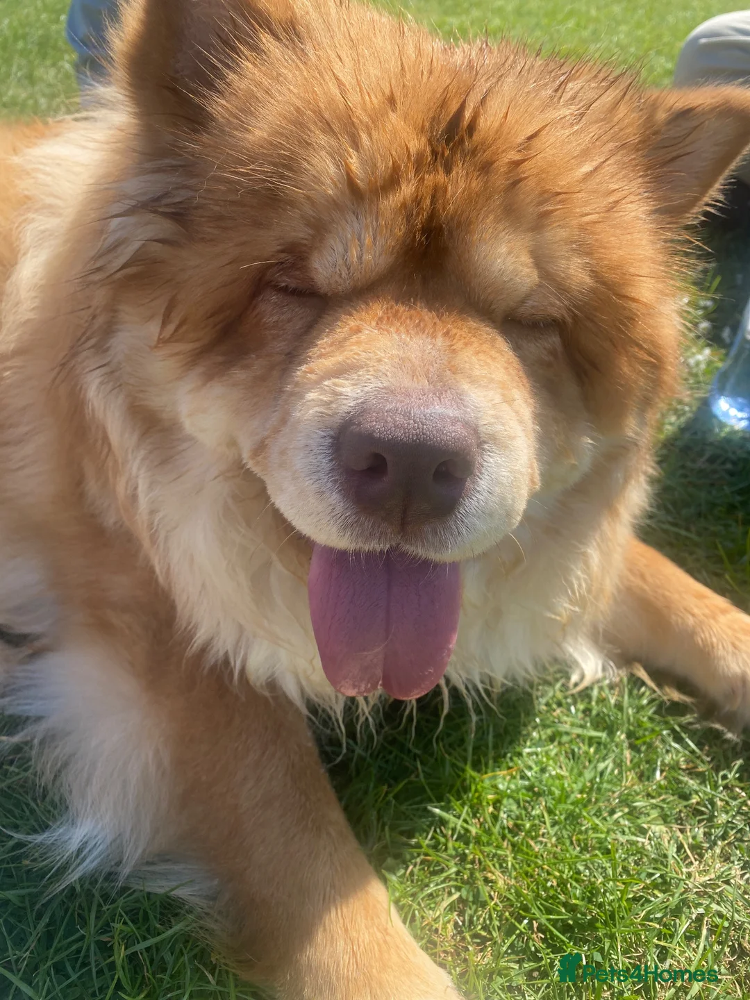 Chow Chow dogs for sale: 3 years old chow chow available for adoption - Advert 4