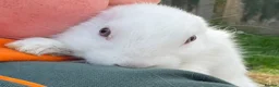 Mini Lop rabbits for sale: X3 Mini Lop Bunnies - Advert 22