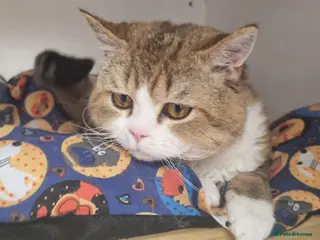 Selkirk Rex cats Stunning dual registered selkirk rex curly. - Advert 3