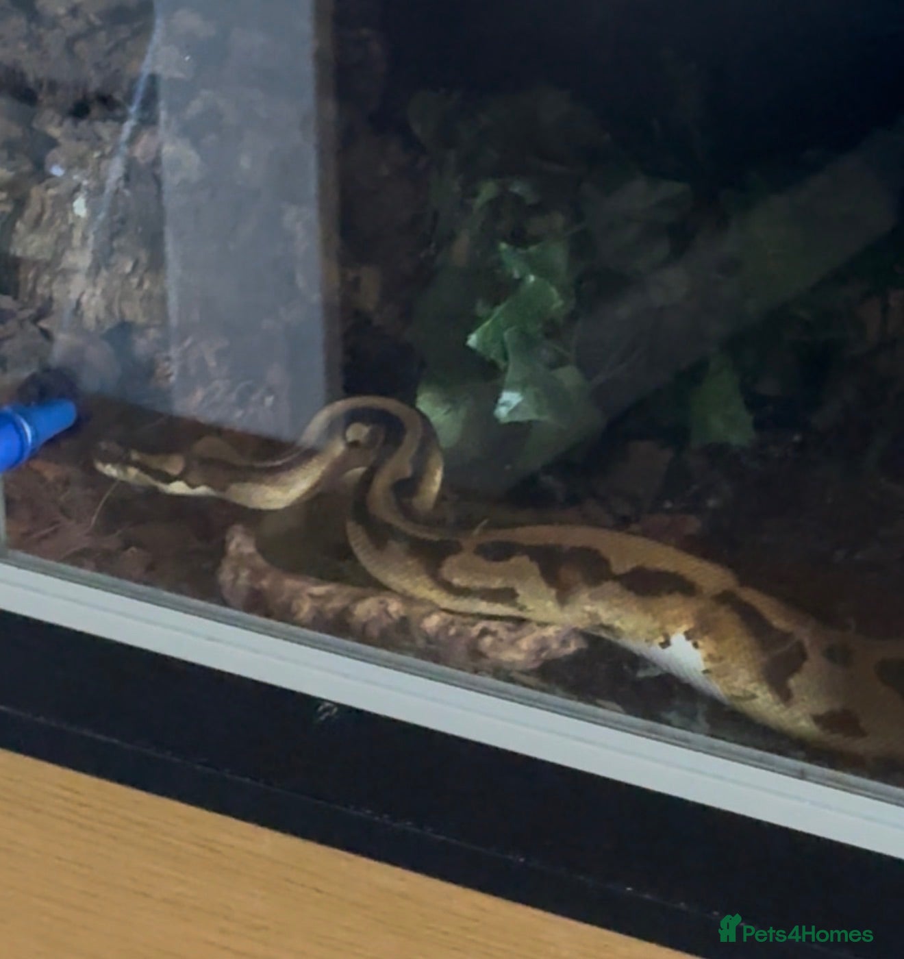 Python Snake reptiles Pied Royal Python & Full Setup – £400 ONO - Advert 2
