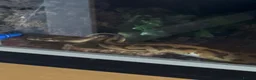 Python Snake reptiles for sale: Pied Royal Python & Full Setup – £400 ONO in Eastbourne - Advert 2