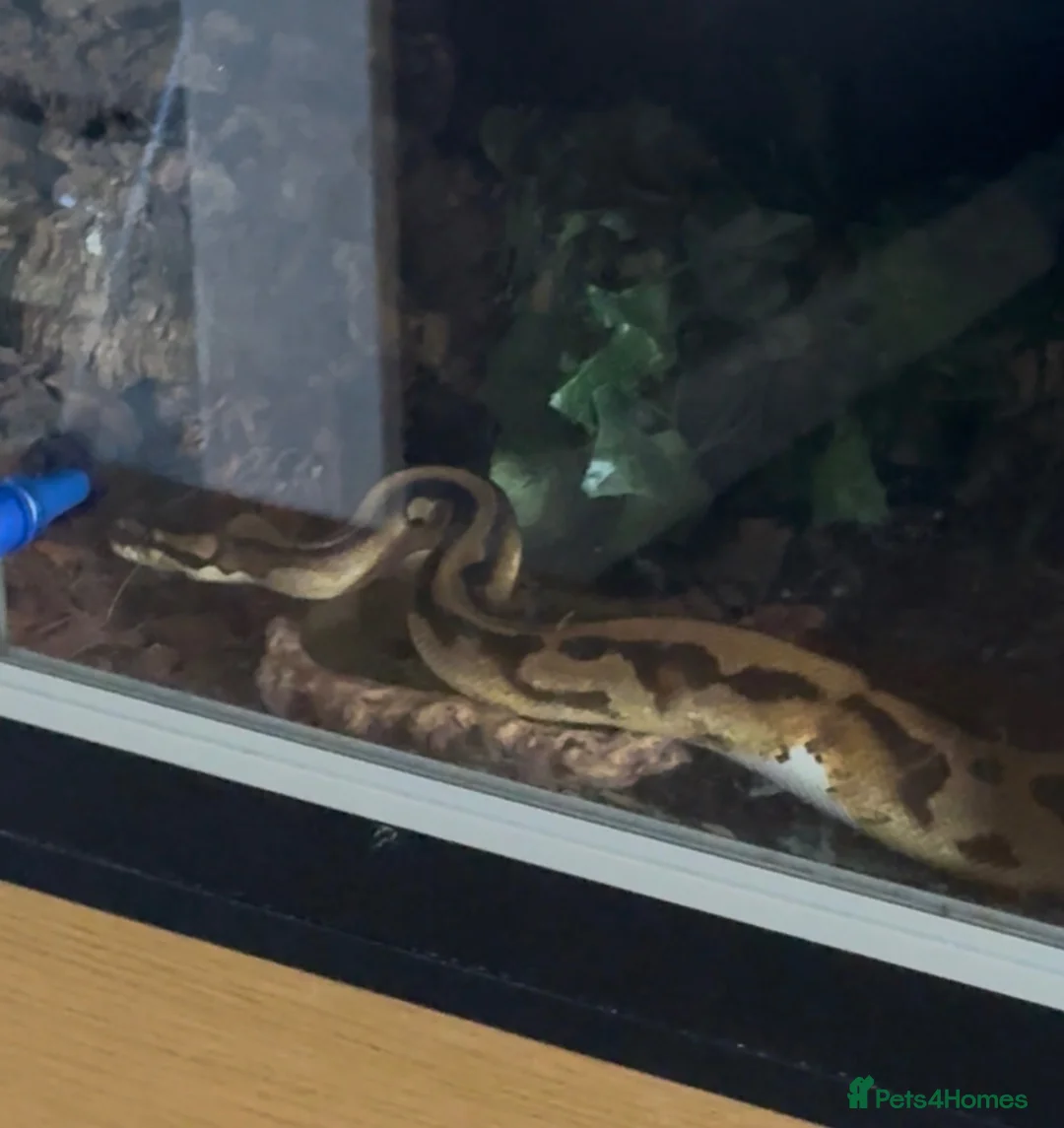 Python Snake reptiles for sale: Pied Royal Python & Full Setup – £400 ONO in Eastbourne - Advert 2