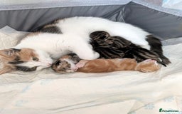 Mixed Breed cats for sale: Playful kittens  - Image 2