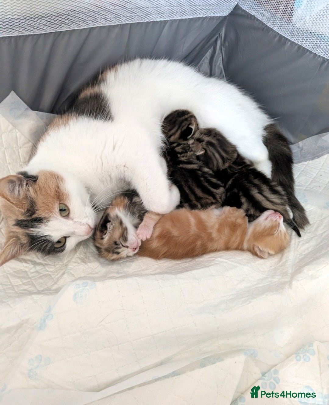 Mixed Breed cats for sale: Playful kittens  - Image 2