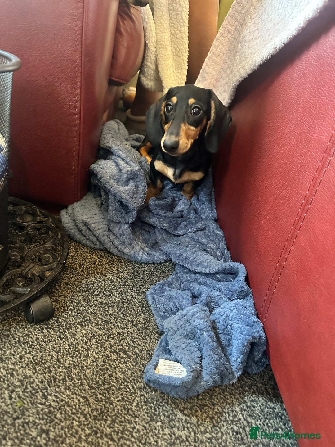 Miniature Dachshund dogs for sale: Last remaining Black and Tan girl  - Image 6