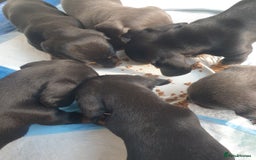 Dachshund dogs for sale: Sausage dog puppies - Image 9