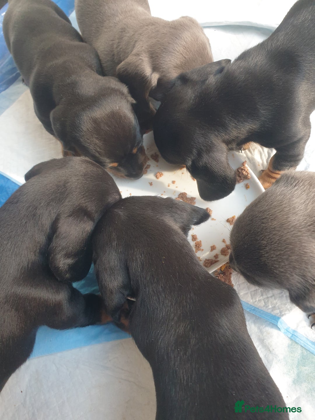 Dachshund dogs for sale: Sausage dog puppies - Image 9