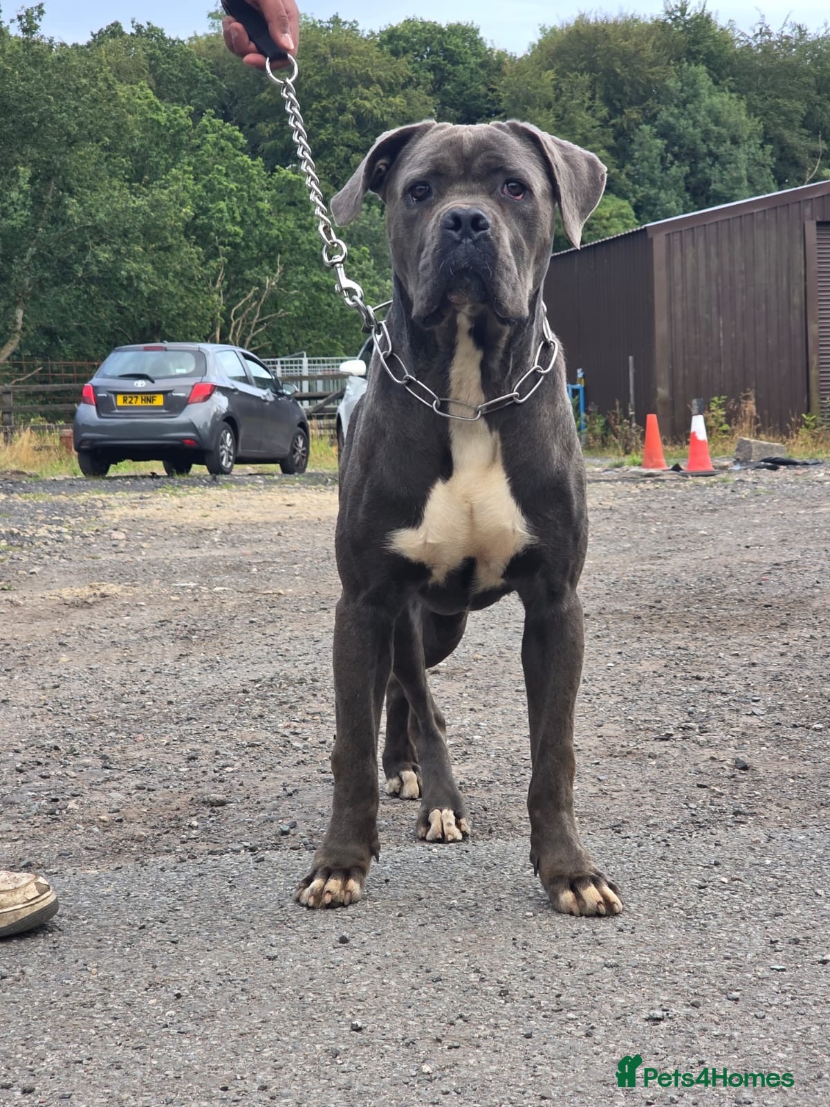 Cane Corso dogs Exceptional Male Cane Corso – Kano - Advert 1