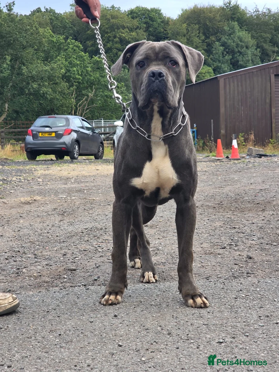 Cane Corso dogs for sale: Exceptional Male Cane Corso – Kano - Advert 1