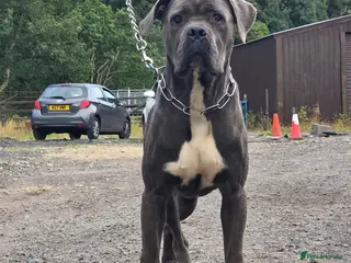Cane Corso dogs Exceptional Male Cane Corso – Kano - Advert 5