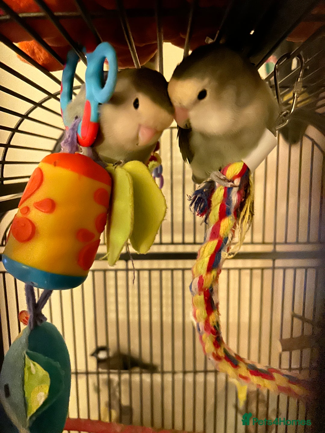 Lovebirds birds for sale: Two bonded lovebirds FOR SALE  - Image 3