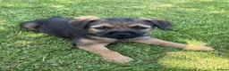 Border Terrier dogs for sale: Border Terrier Puppies - KC Reg- just one boy left - Advert 2