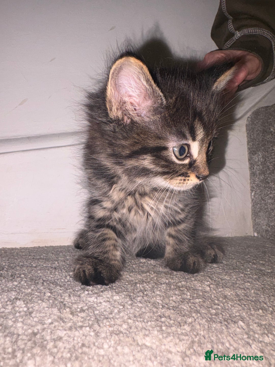 British Longhair cats for sale: 3 British Longhair x Maine Coon Kittens  Ready Now - Advert 6