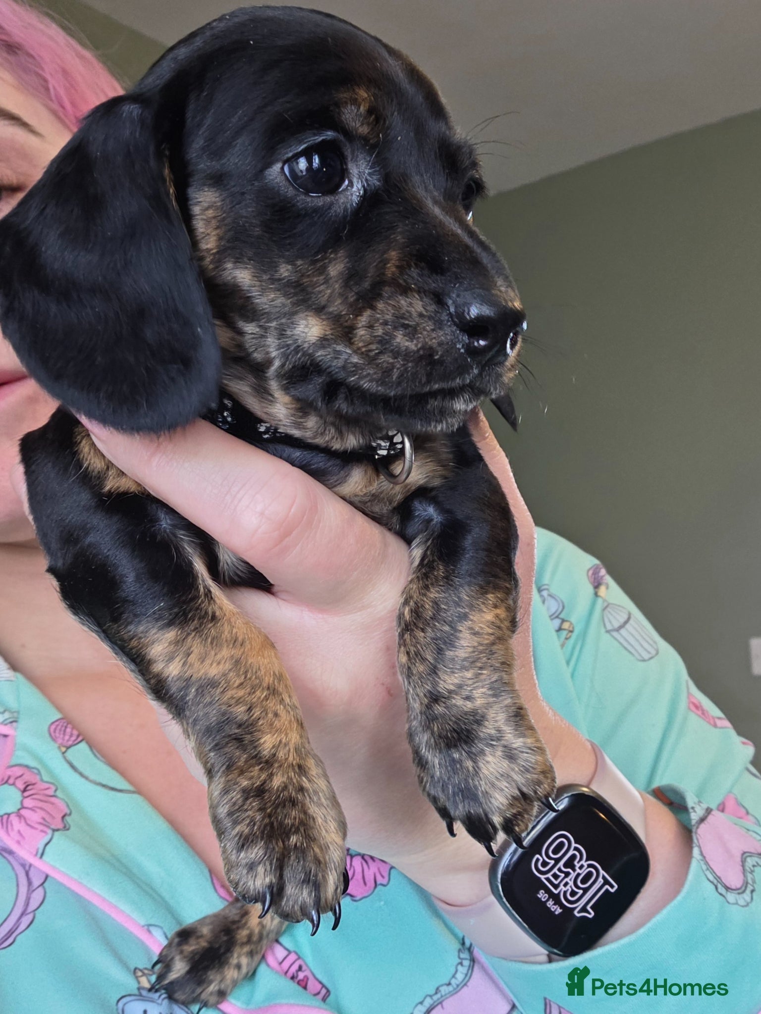 Dachshund dogs ❤️ 1 Mini Dachshund Girl left ❤️ - Advert 5