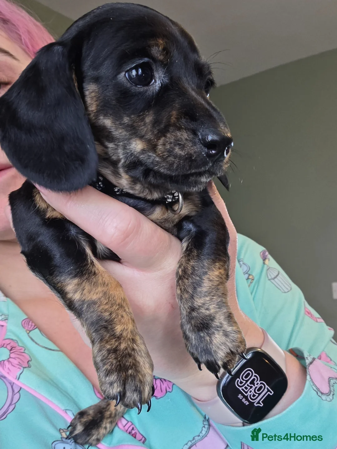 Dachshund dogs for sale: ❤️ 1 Mini Dachshund Girl left ❤️ - Advert 1