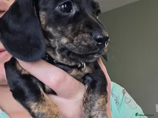 Dachshund dogs ❤️ 1 Mini Dachshund Girl left ❤️ - Advert 5