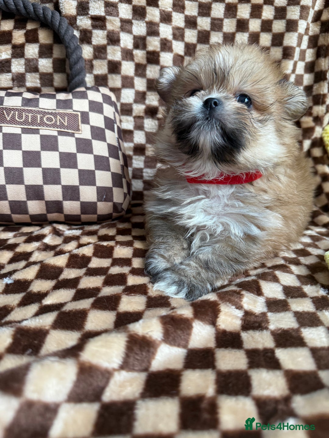 Mixed Breed dogs for sale: RARE  Shipom /pomshi Pomeranian and Shihtzu cross  - Image 13