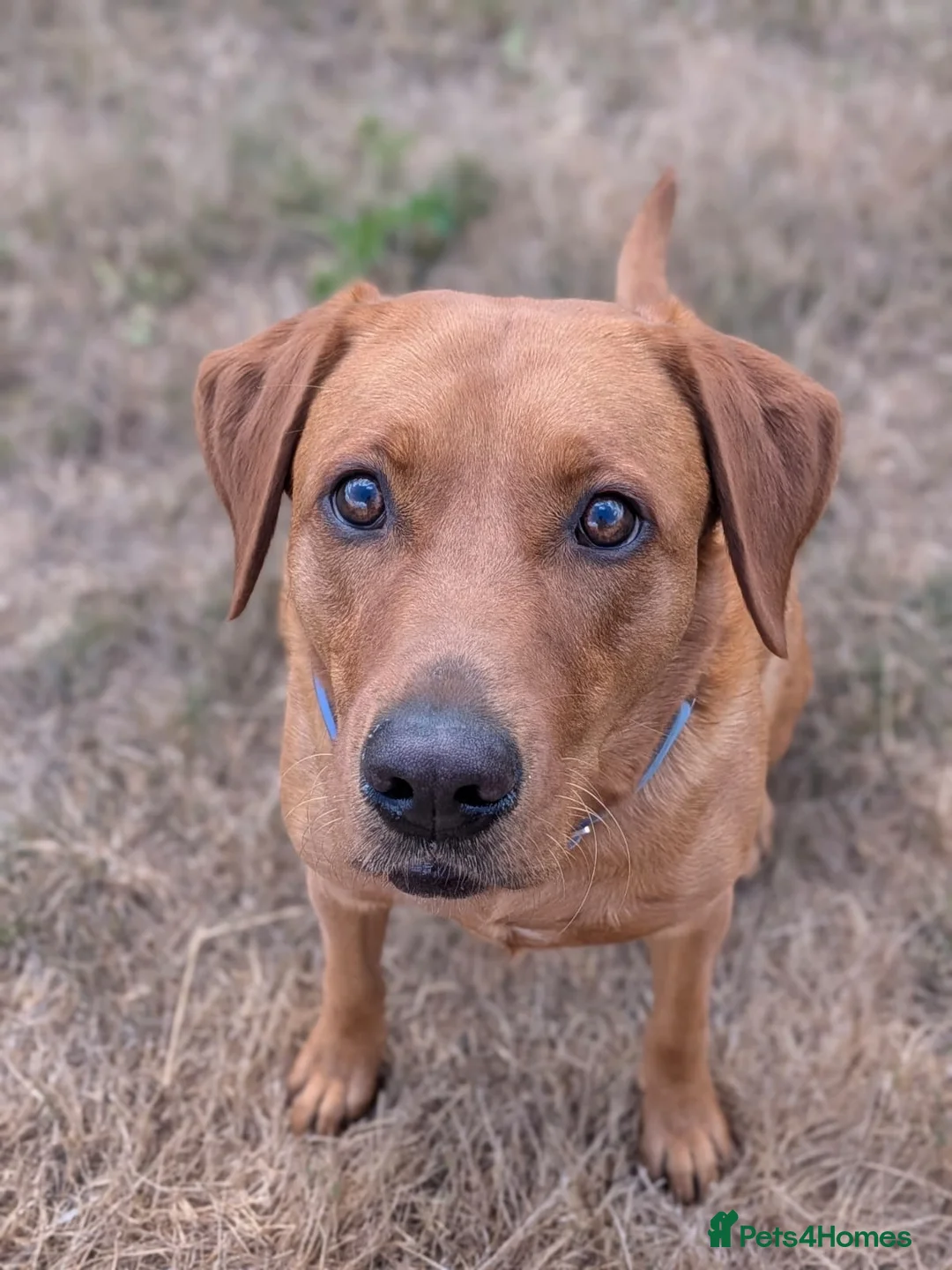 Labrador Retriever dogs for sale: 🦊❤️ GORGEOUS FOX RED LAB PUPPIES 6 GIRLS & 1 BOY! - Advert 1