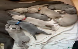 Weimaraner dogs for sale: M & F BLUE and SILVER KC proven bloodline.  - Image 4
