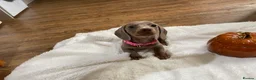 Dachshund dogs for sale: 5 chocolate and tan and 1 Isabelle and tan  in Cardiff - Advert 7