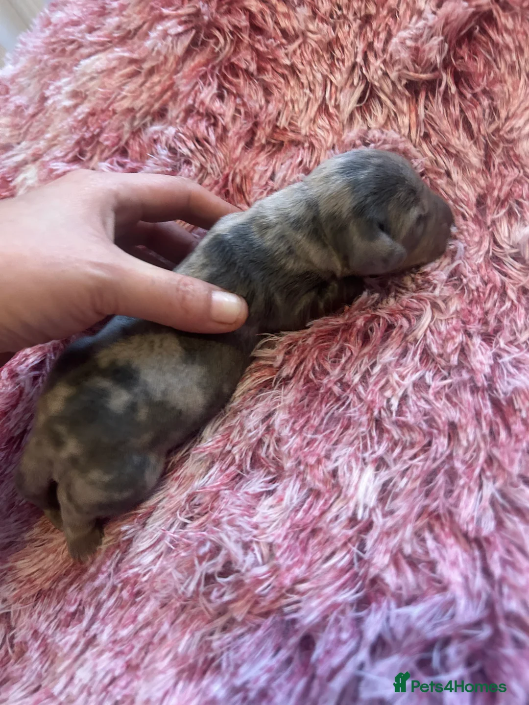 Miniature Dachshund dogs for sale: Stunning Dapple miniature dachshunds  - Advert 19