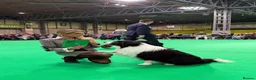 Border Collie dogs for sale: Stunning Champion line puppies  - Advert 9