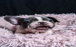 French Bulldog dogs for sale: Chunky French bulldog pups 4 girls  - Image 35