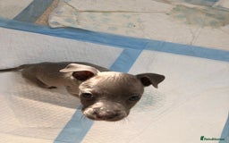 Staffordshire Bull Terrier dogs for sale: Black/ white/ grey staffies - Image 9