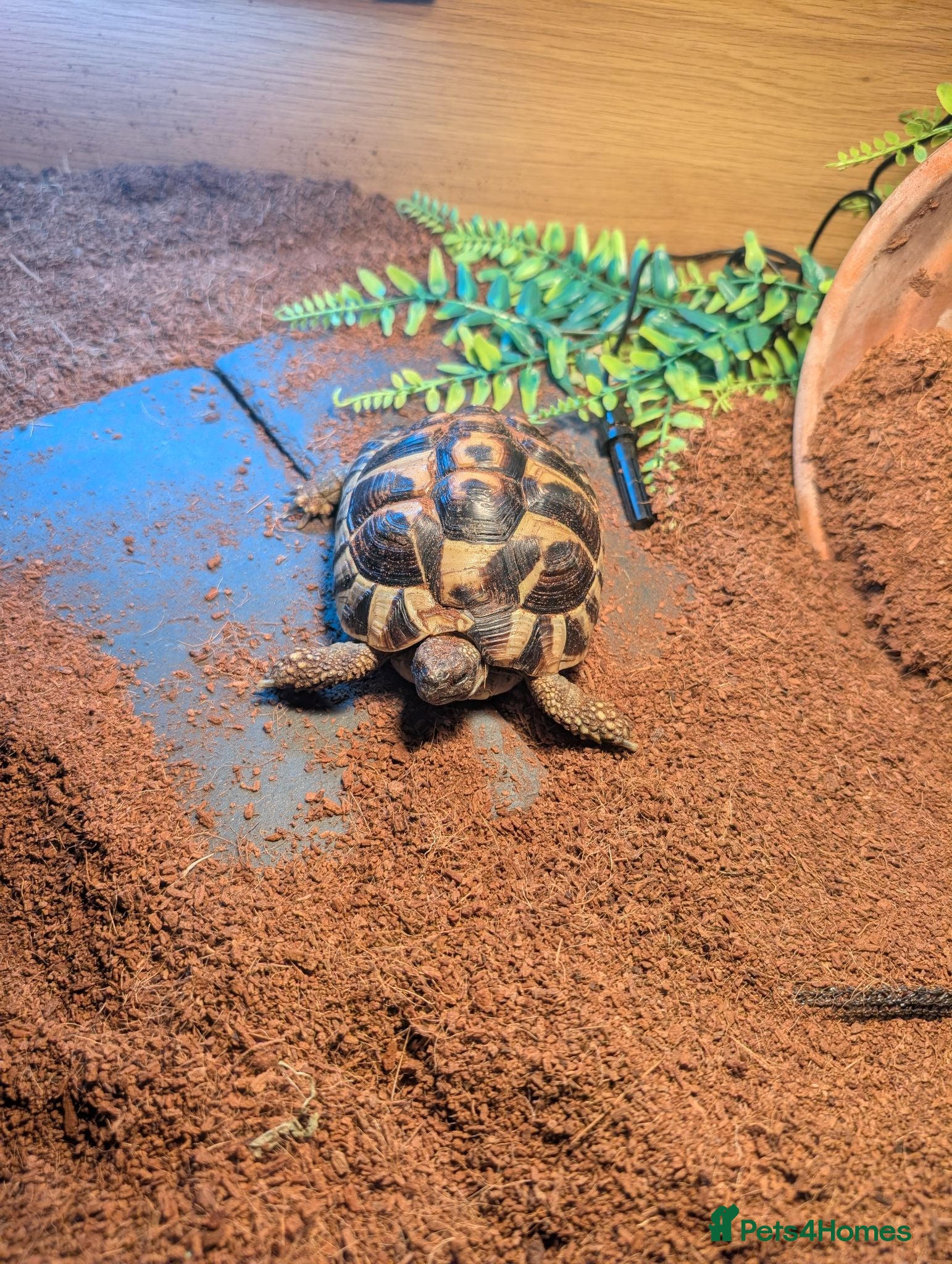 Tortoise reptiles Beautiful Horsefield tortoise 3 years old  - Advert 4