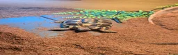 Tortoise reptiles for sale: Beautiful Horsefield tortoise 3 years old  - Advert 1