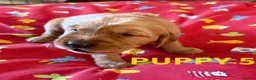 Golden Retriever dogs for sale: KC Working Line Golden Retriever Puppies - Advert 6