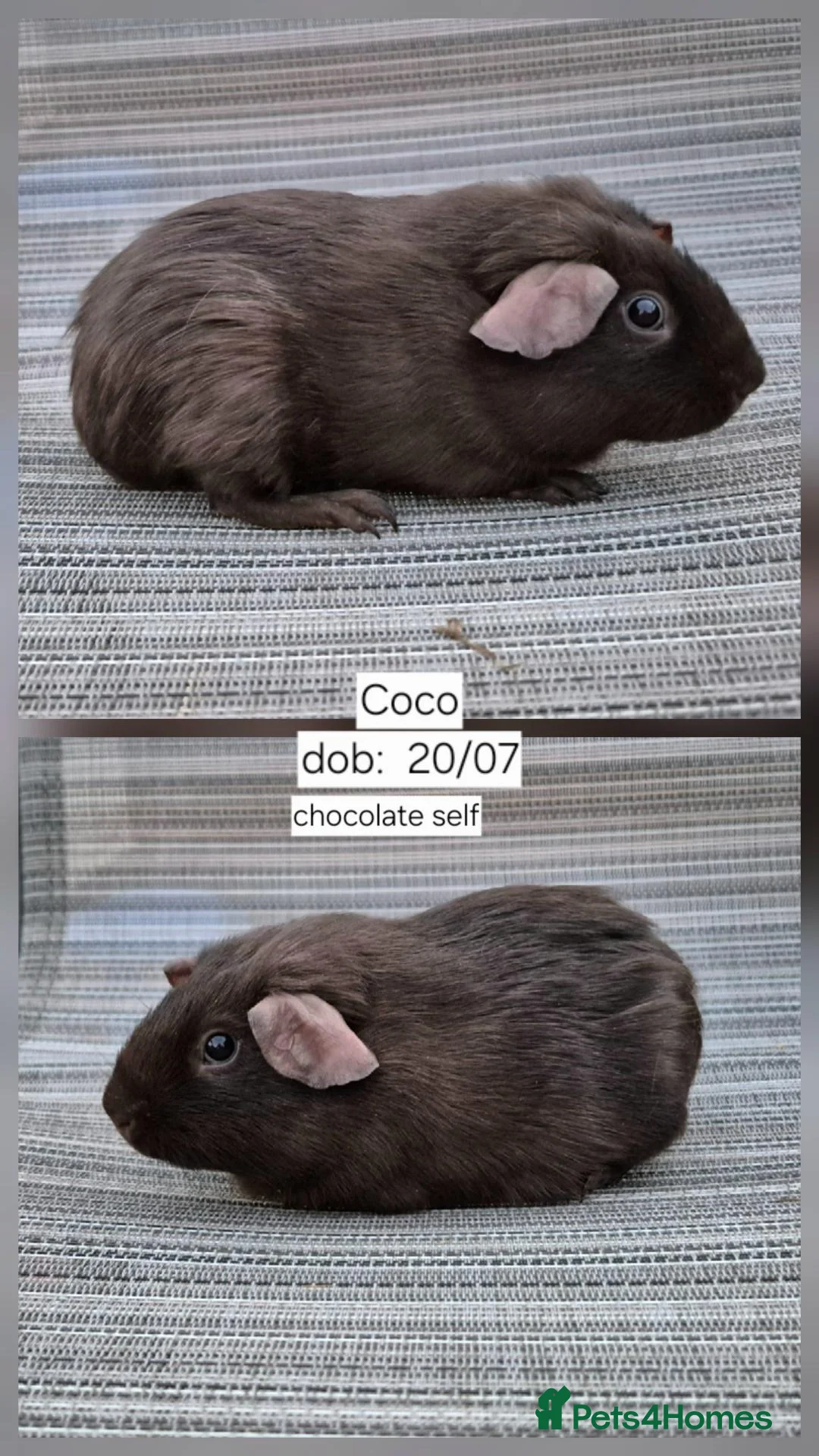 Guinea Pig rodents for sale: Two stunning baby sow guinea pigs 👀🏡 - Advert 2