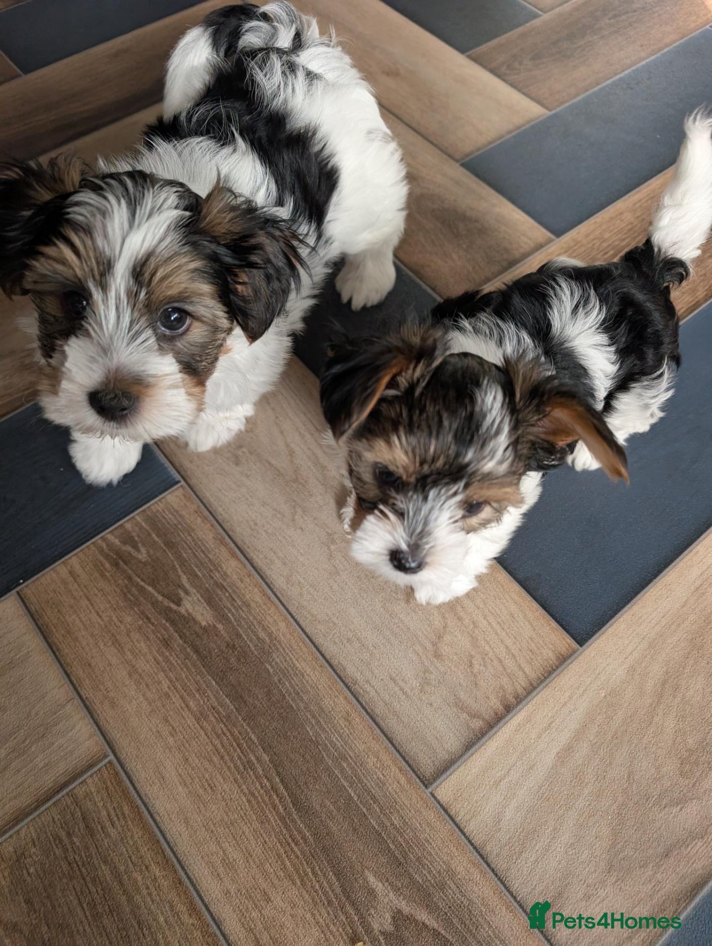 Biewer Terrier dogs Biewer terrier puppies x 2 boys - Advert 9
