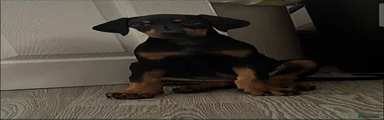 Dobermann 2