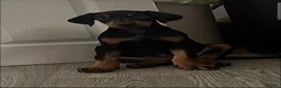 Dobermann dogs for sale: Doberman female puppy  in Birmingham - Advert 2