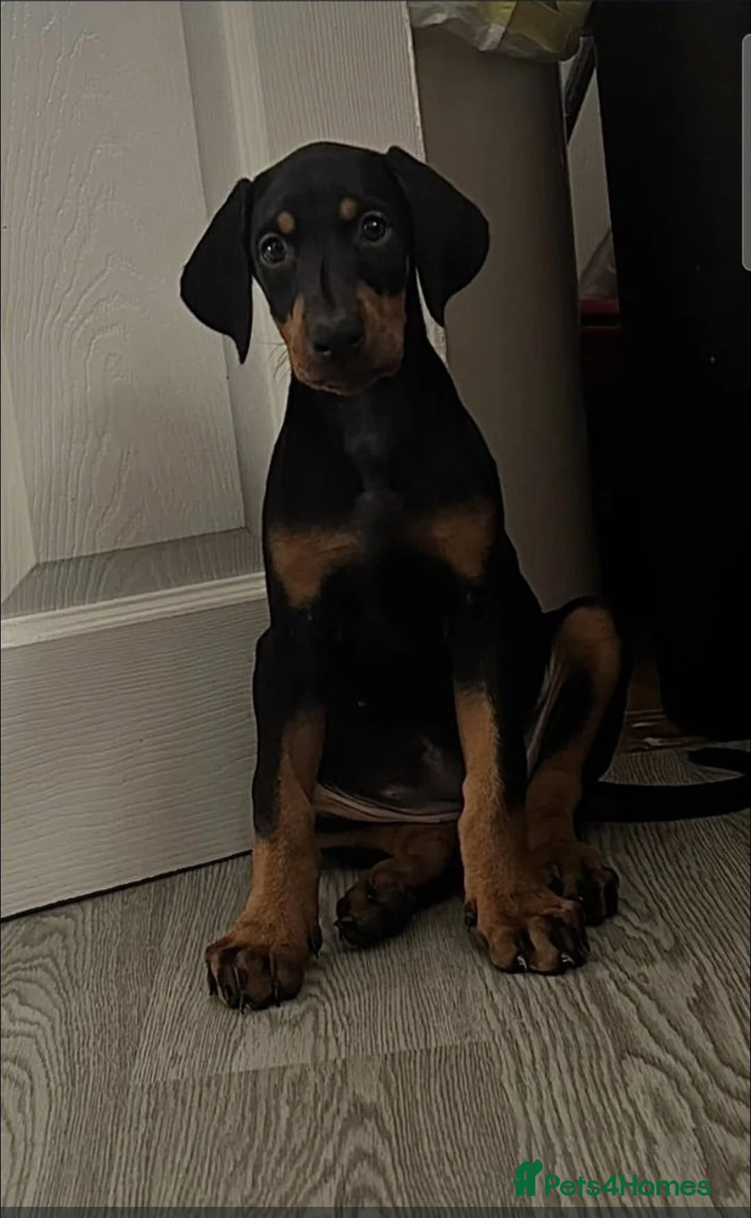 Dobermann dogs for sale: Doberman female puppy  in Birmingham - Advert 2
